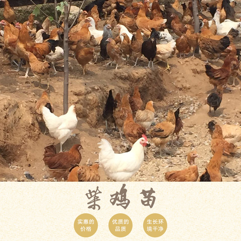 柴雞苗，綠殼蛋雞苗供應(yīng)商，綠殼蛋雞苗孵化廠家