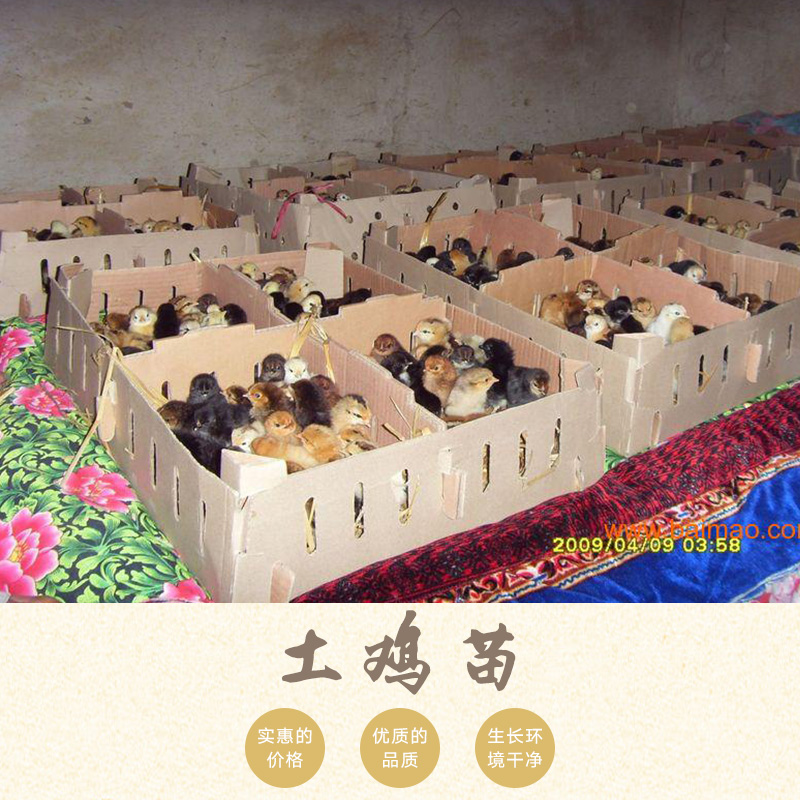 家家親孵化養(yǎng)殖供應(yīng)土雞苗、綠殼蛋雞苗|優(yōu)質(zhì)脫溫雞苗、河南養(yǎng)殖孵化雞苗批發(fā)