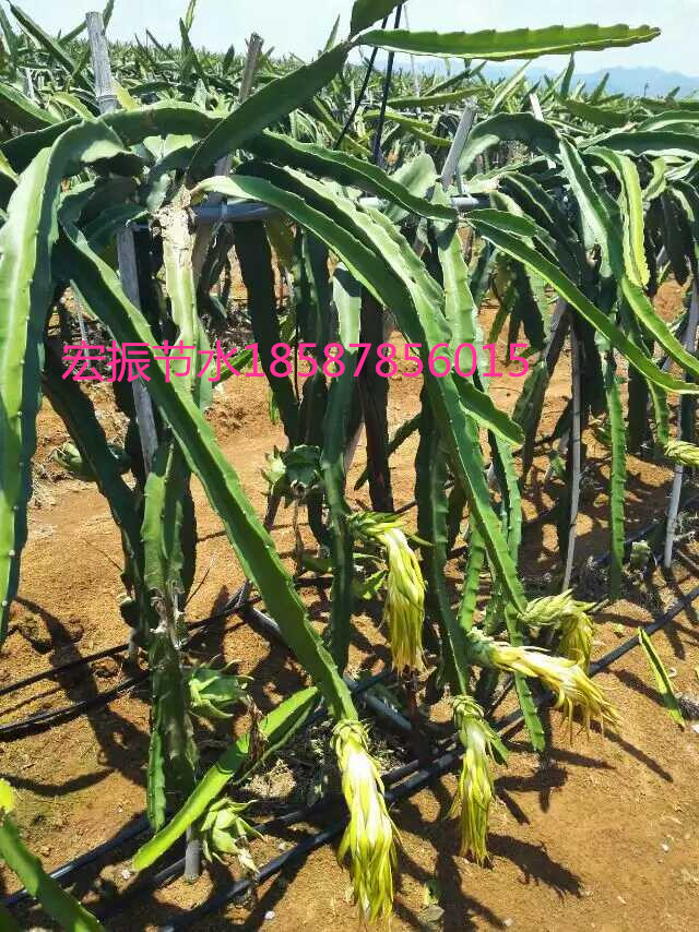 供應用于農(nóng)業(yè)的灌溉南寧橫縣賓陽上林武鳴滴灌噴灌