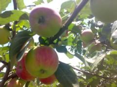 山東藤木價格批發(fā)