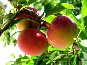 山東藤木價格批發(fā)