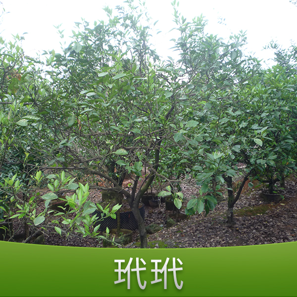 供應(yīng)金華何氏玳玳 玳玳培養(yǎng)基地供應(yīng) 園林植物種植 玳玳樹苗價(jià)格