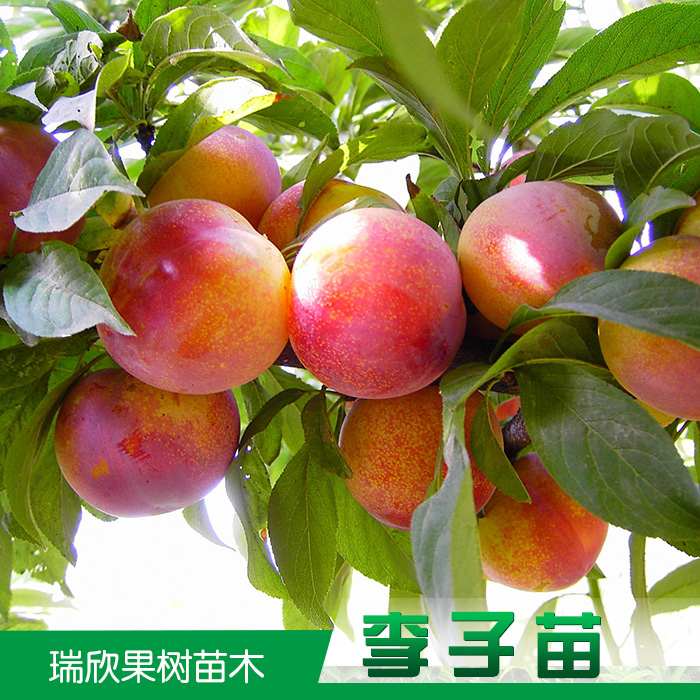 供應(yīng)陜西瑞欣李子苗 果樹苗供應(yīng)商 李子樹苗批發(fā) 李子苗價(jià)格