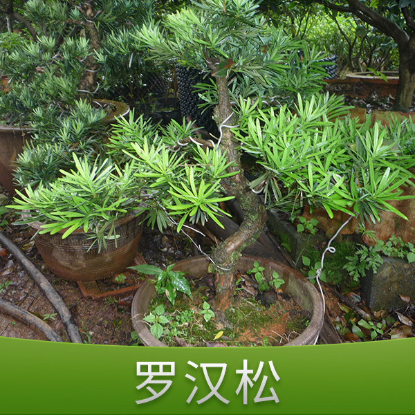 金華何氏羅漢松價格 浙江羅漢松小苗批發(fā)價格 金華羅漢松樹苗批發(fā)