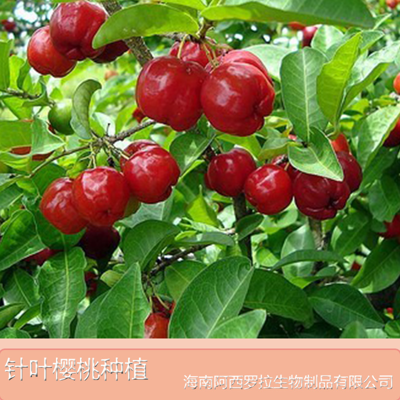 供應(yīng)海南的針葉櫻桃汁廠家直銷，海南哪里有優(yōu)質(zhì)的針葉櫻桃汁批發(fā)供應(yīng)