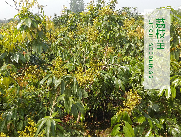糯米糍荔枝苗 糯米糍荔枝價(jià)格 糯米糍荔枝批發(fā) 糯米糍荔枝多少錢