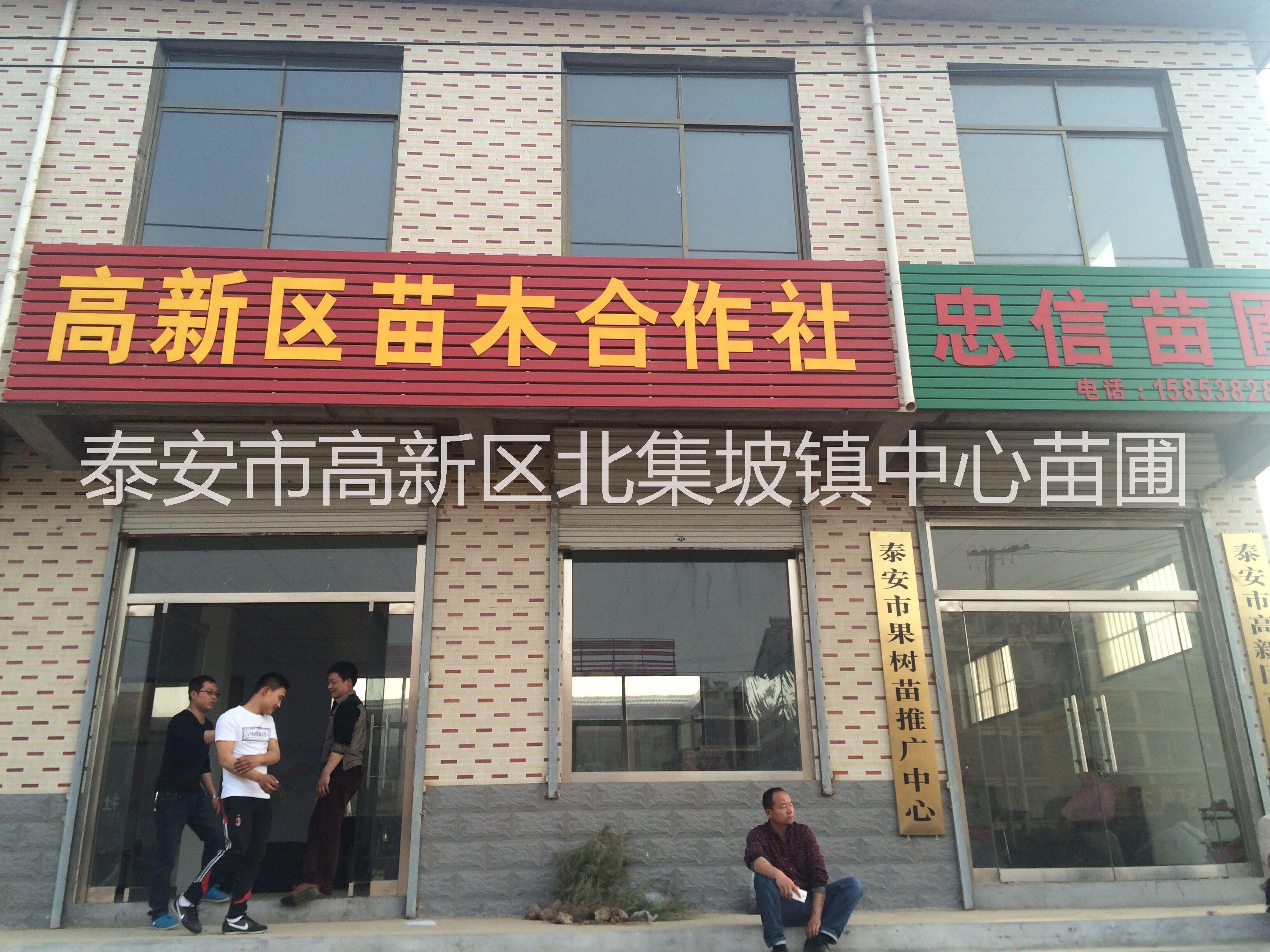 山東泰安杜仲苗