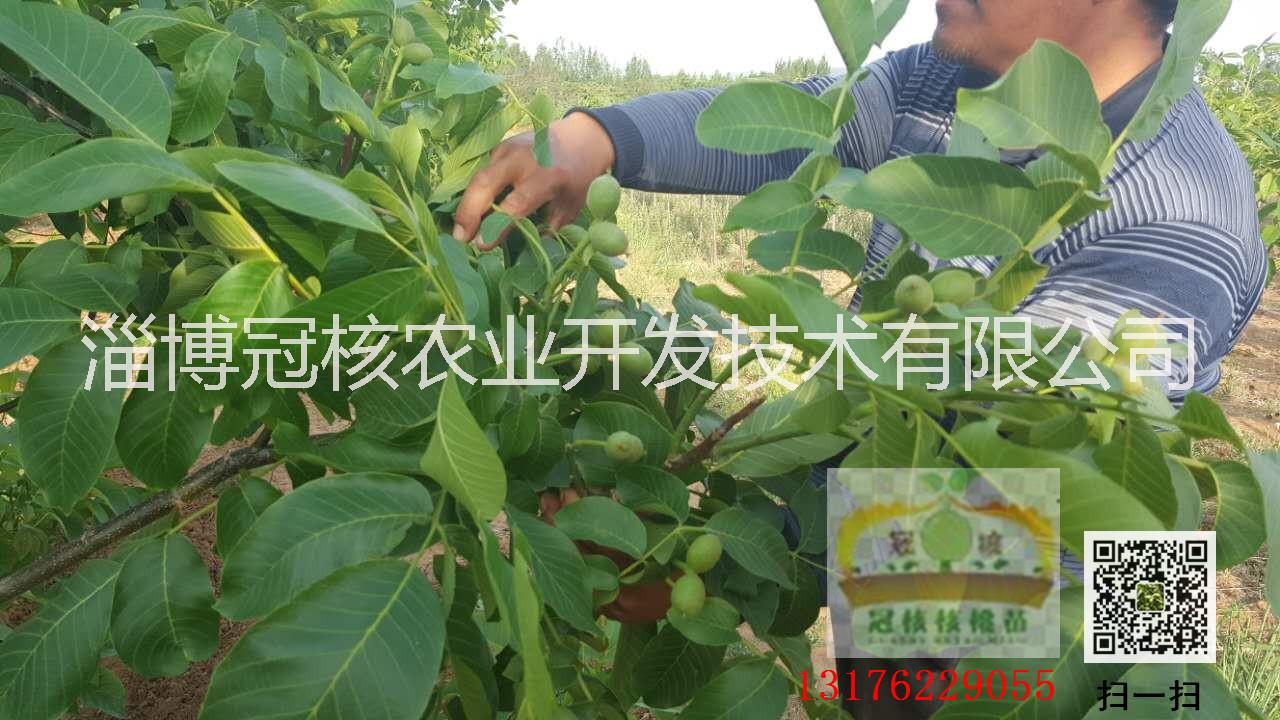 供應(yīng)用于核桃苗的核桃苗是怎么培育的？13176229055