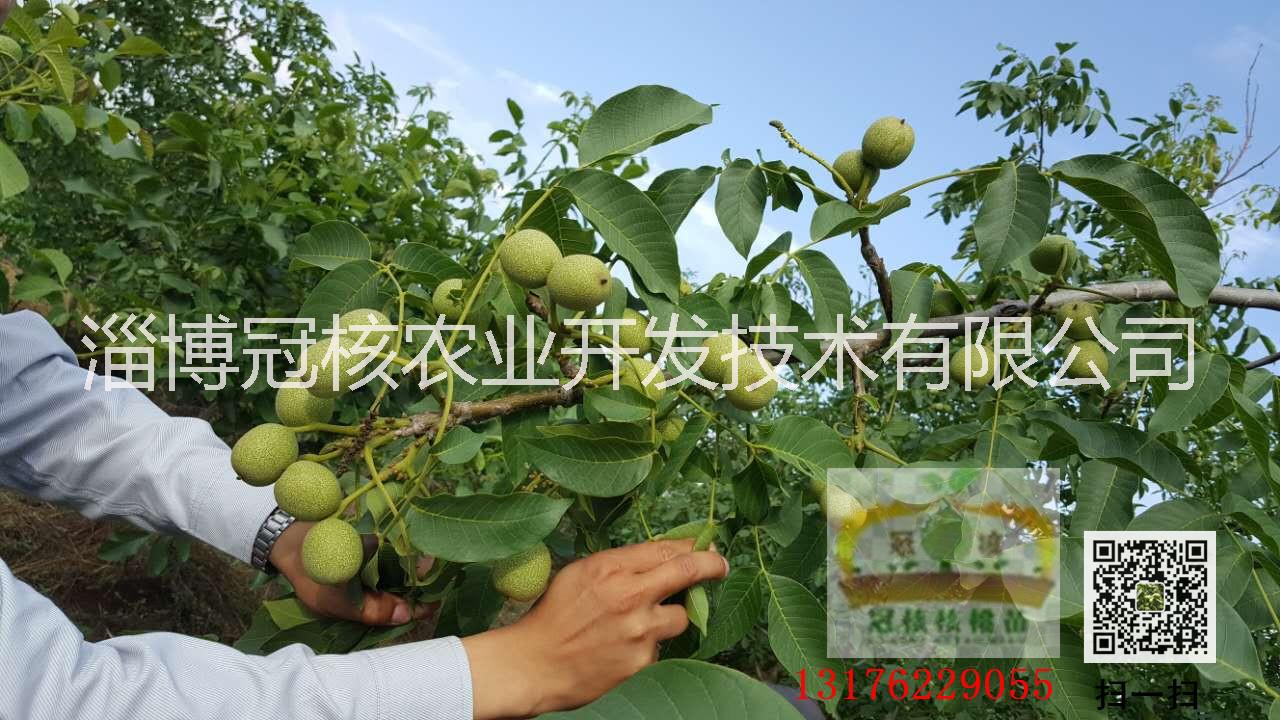 供應(yīng)用于核桃苗的核桃苗是怎么培育的？13176229055