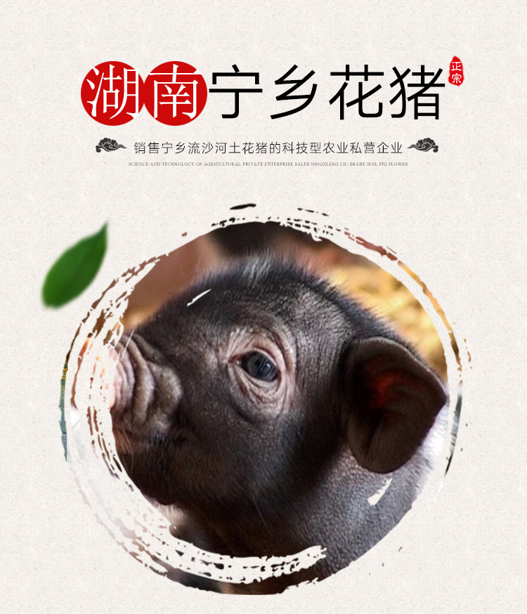 湖南寧鄉(xiāng)土花豬價(jià)格-寧鄉(xiāng)土花豬-寧鄉(xiāng)花豬-湖南寧鄉(xiāng)花豬