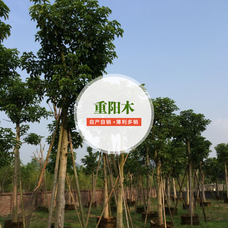 供應(yīng)重陽木批發(fā)商 重陽木栽培技術(shù) 重陽木種植要求 景觀重陽木