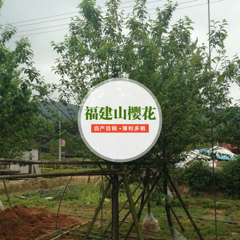 供應(yīng)福建山櫻花 福建山櫻花種植基地 福建山櫻花廠家直銷