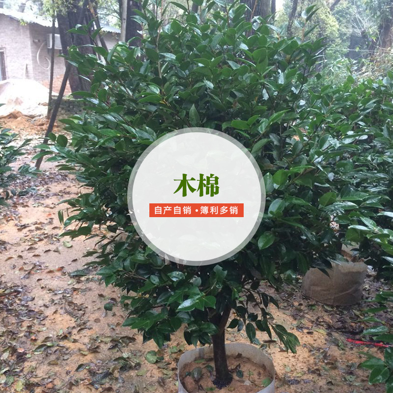 供應(yīng)木棉 木棉供應(yīng)商 木棉廠家直銷 木棉栽培技術(shù) 木棉廠家批發(fā)