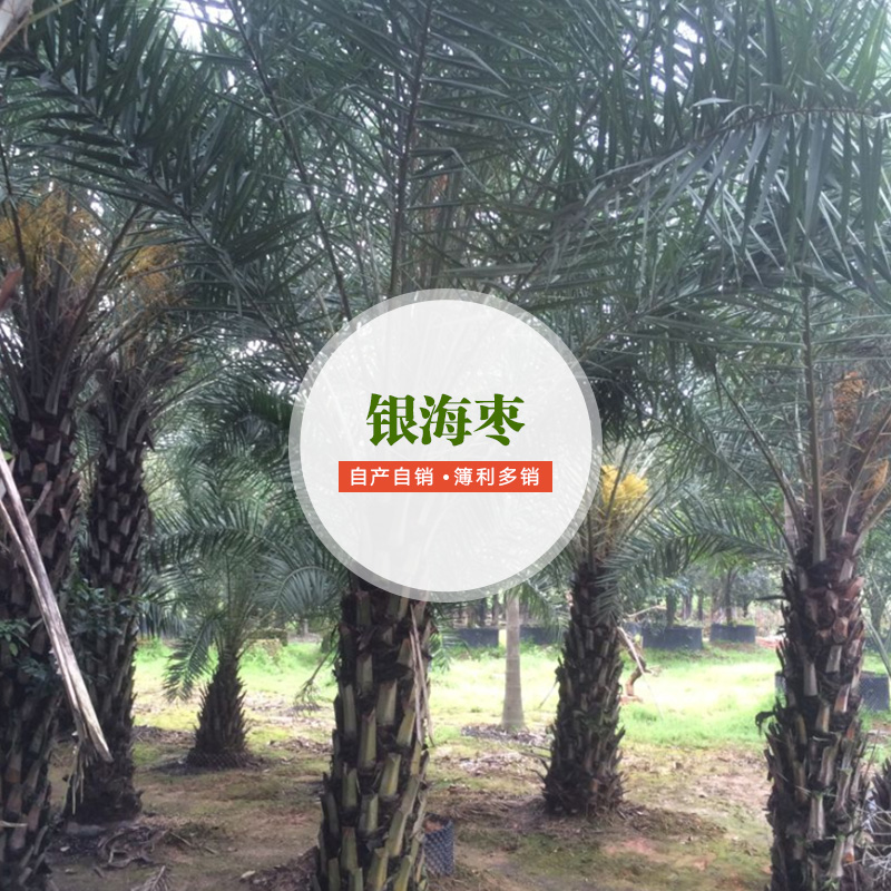 供應(yīng)銀海棗 銀海棗種植要求 銀海棗廠家直銷 銀海棗廠家批發(fā)
