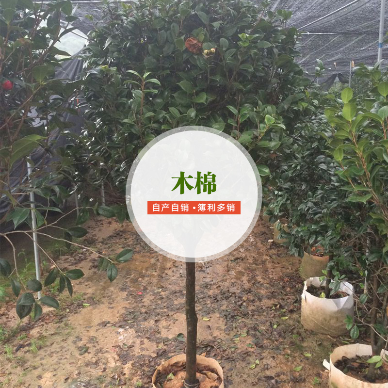 供應(yīng)木棉 木棉供應(yīng)商 木棉廠家直銷 木棉栽培技術(shù) 木棉廠家批發(fā)
