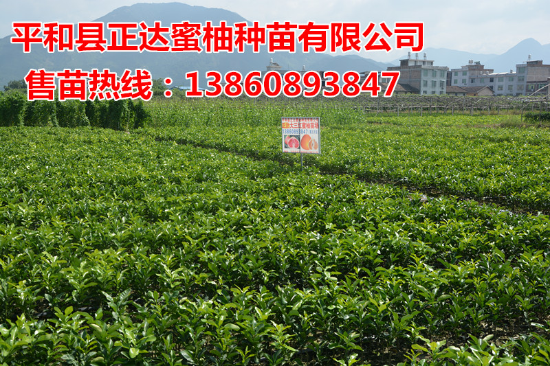 供應(yīng)紅心柚子苗紅肉蜜柚苗