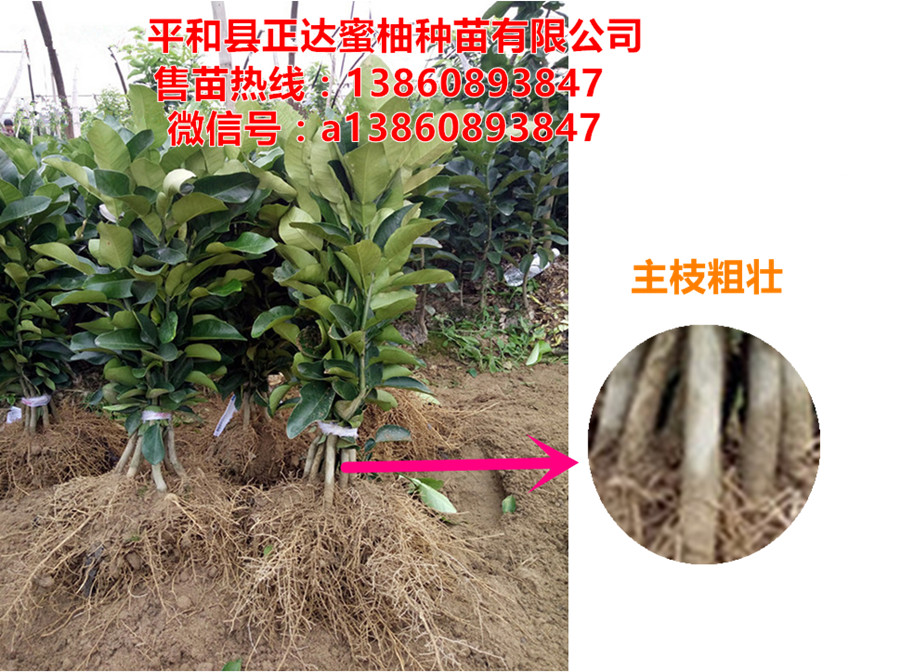 供應(yīng)新品種三紅蜜柚苗平和縣正達(dá)三紅蜜柚苗批發(fā)價(jià)格