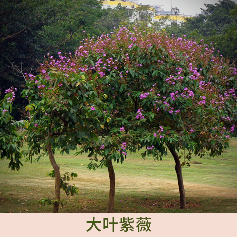 廣東和昌花木場(chǎng)供應(yīng)大葉紫薇、園林大葉紫薇|觀賞性大葉紫薇苗木
