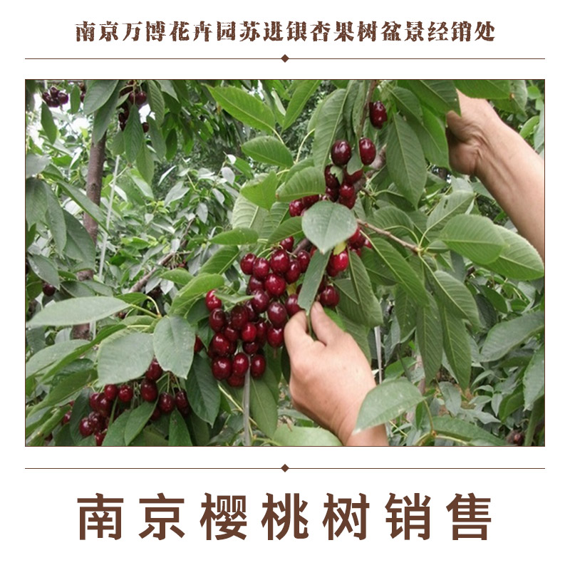 供應(yīng)南京櫻桃樹銷售 櫻桃樹樹苗報(bào)價(jià) 櫻桃樹種植基地 南京櫻桃樹樹苗