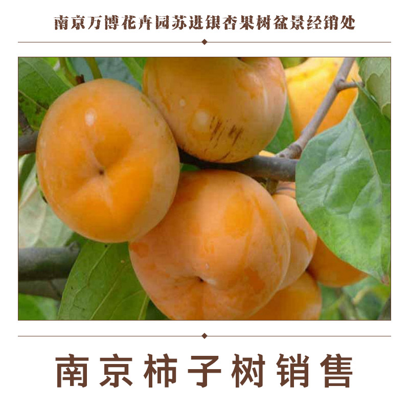 供應南京柿子樹銷售 柿子樹樹苗報價 柿子樹果樹樹苗 南京柿子樹樹苗