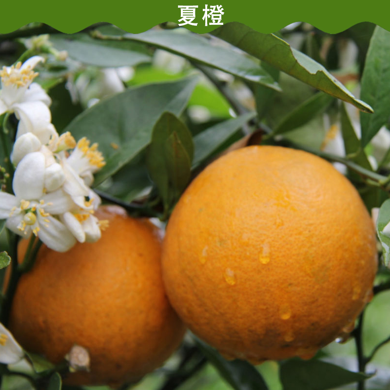 供應夏橙  夏橙批發(fā) 夏橙價格 夏橙銷售單位 湖北夏橙銷售中心