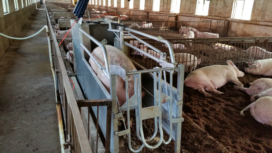 婁底?豬場(chǎng)母豬飼喂站 神農(nóng)懷孕母豬自動(dòng)飼喂系統(tǒng)