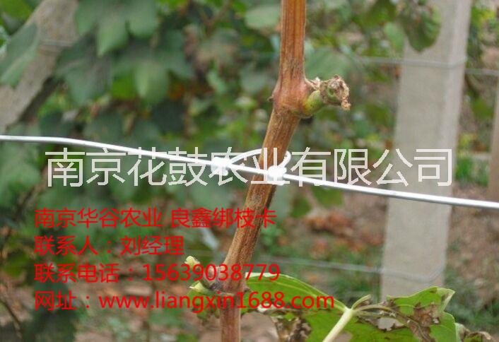 供應(yīng)山東葡萄綁枝卡安徽葡萄綁枝扣子
