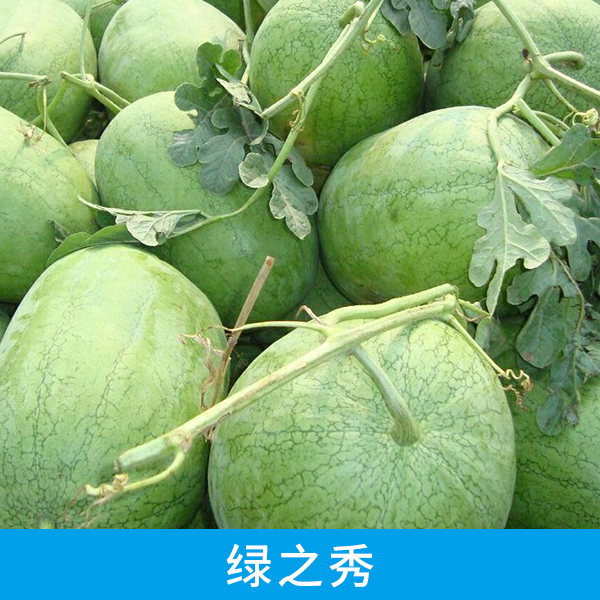 山東西瓜配送中心供應(yīng)綠之秀西瓜批發(fā) 網(wǎng)紋綠皮瓤紅多汁早熟西瓜
