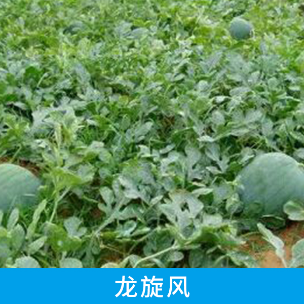 西瓜配送中心供應(yīng)龍旋風(fēng)、薄皮多汁早熟西瓜 山東龍旋風(fēng)西瓜批發(fā)