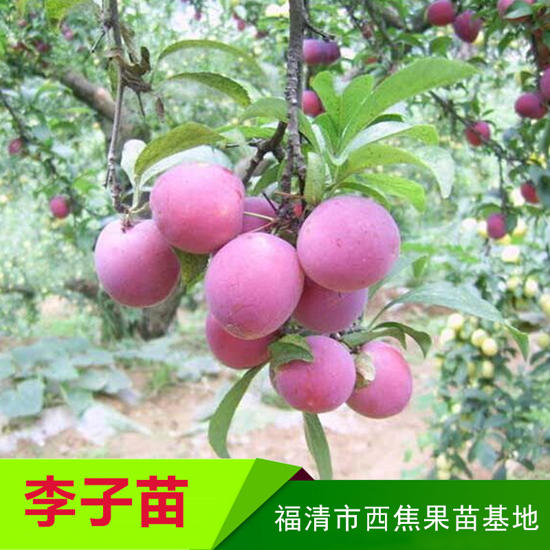 河北李子苗-果苗種植基地報(bào)價(jià)供應(yīng)