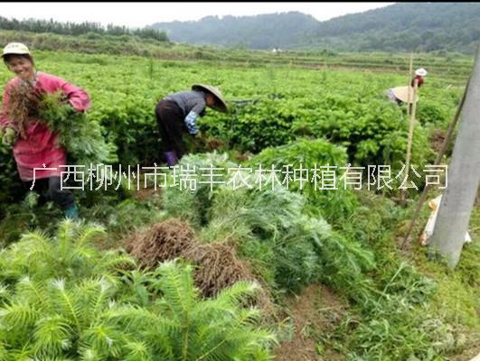 供應(yīng)用于種植業(yè)的廣西柳州40-50公分速生杉木苗