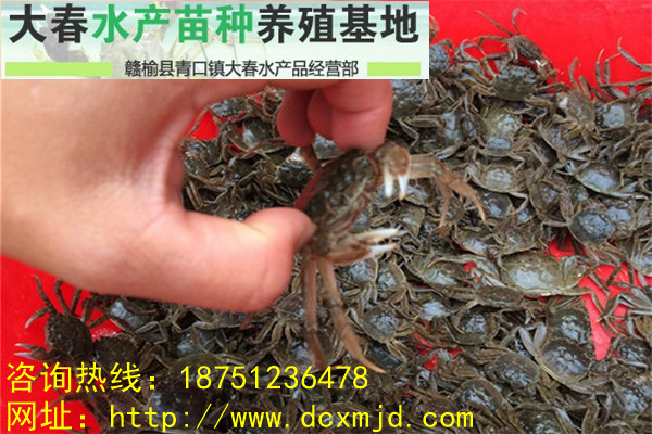 江蘇大閘蟹蟹苗/蟹苗批發(fā)