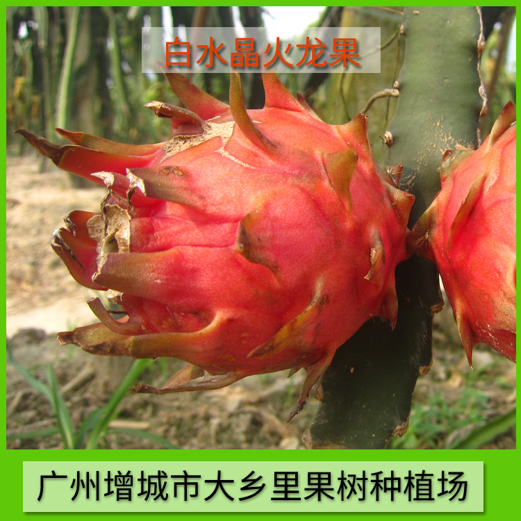 供應出售白水晶火龍果 火龍果供應 火龍果供應商 白水晶火龍果
