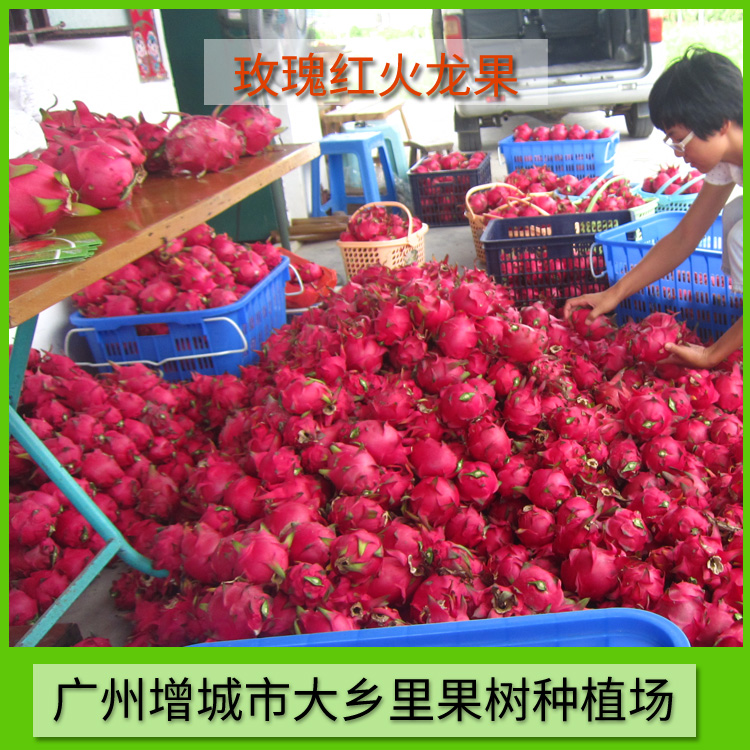 供應(yīng)出售玫瑰紅火龍果 火龍果供應(yīng) 火龍果供應(yīng)商 玫瑰紅火龍果