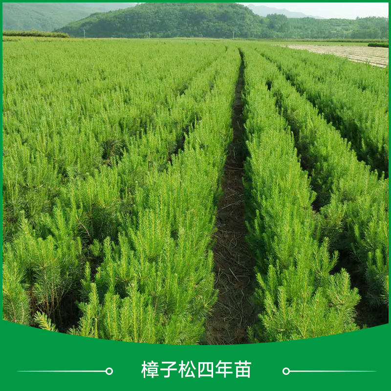 供應(yīng)樟子松四年苗 樟子松嫁接苗 樟子松4年苗供應(yīng)商 樟子松4年苗