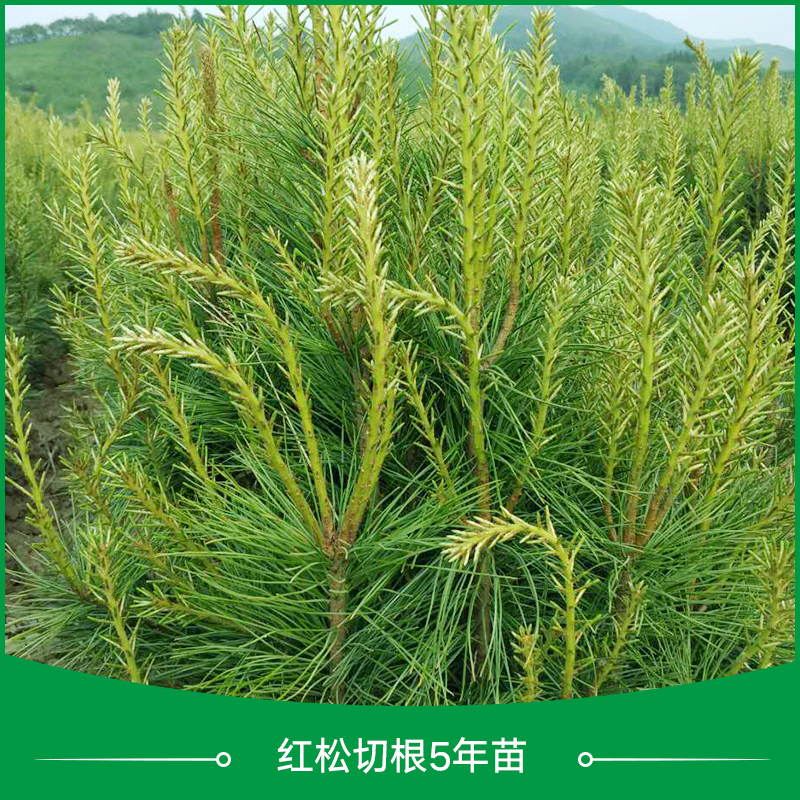 供應(yīng)紅松切根5年苗 紅松切根苗 紅松樹苗 紅松苗