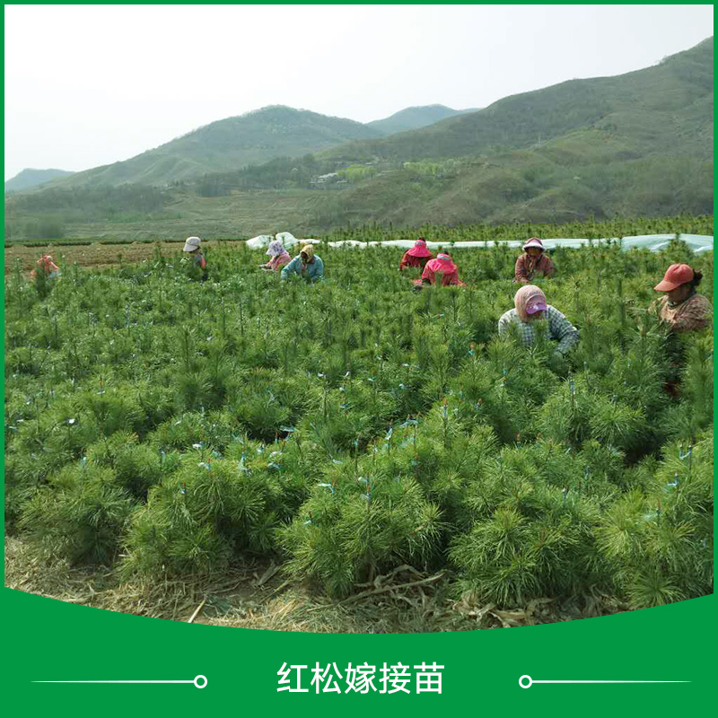 丹東市紅松嫁接苗種植廠家 供應(yīng)紅松嫁接苗種植 紅松苗種子 紅松嫁接苗 紅松苗