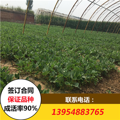 草莓苗*價(jià)格 草莓苗出售