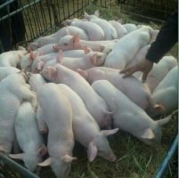 江西仔豬批發(fā)廠家 江西三元仔豬批發(fā)價格 豬崽批發(fā)