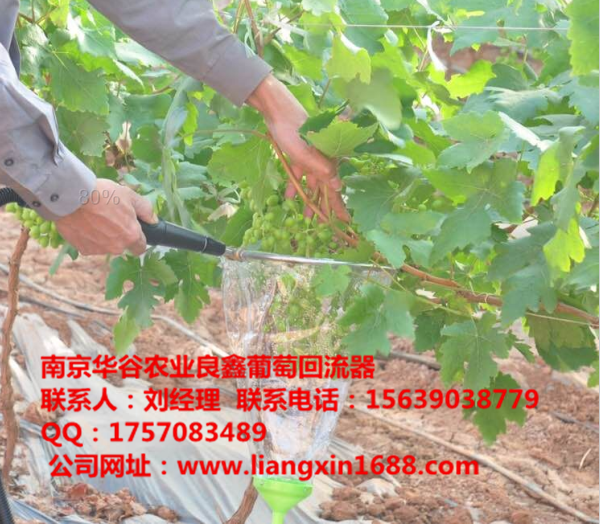 供應葡萄拉穗膨果器藥液回流裝置，葡萄綁枝機，葡萄綁枝卡、獼猴桃綁枝扣子，蔬果剪
