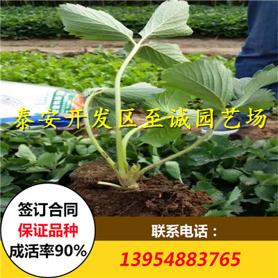 法蘭地草莓苗 法蘭地草莓苗價(jià)格 法蘭地草莓苗批發(fā)