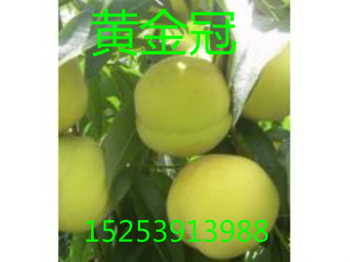 供應(yīng)梨樹苗價(jià)格 梨樹苗批發(fā) 梨樹苗基地 山東梨樹苗