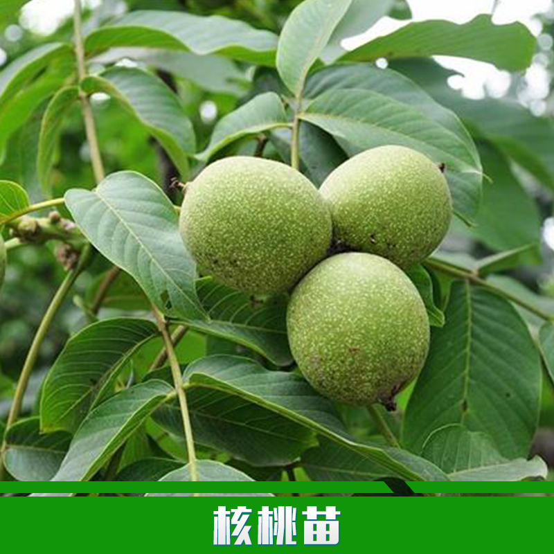 供應(yīng)用于種植的核桃苗種植嫁接清香核桃樹苗 優(yōu)質(zhì)果樹苗 綠化苗
