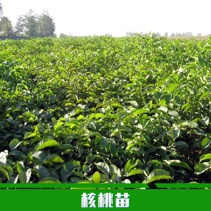 供應(yīng)用于種植的核桃苗種植嫁接清香核桃樹苗 優(yōu)質(zhì)果樹苗 綠化苗