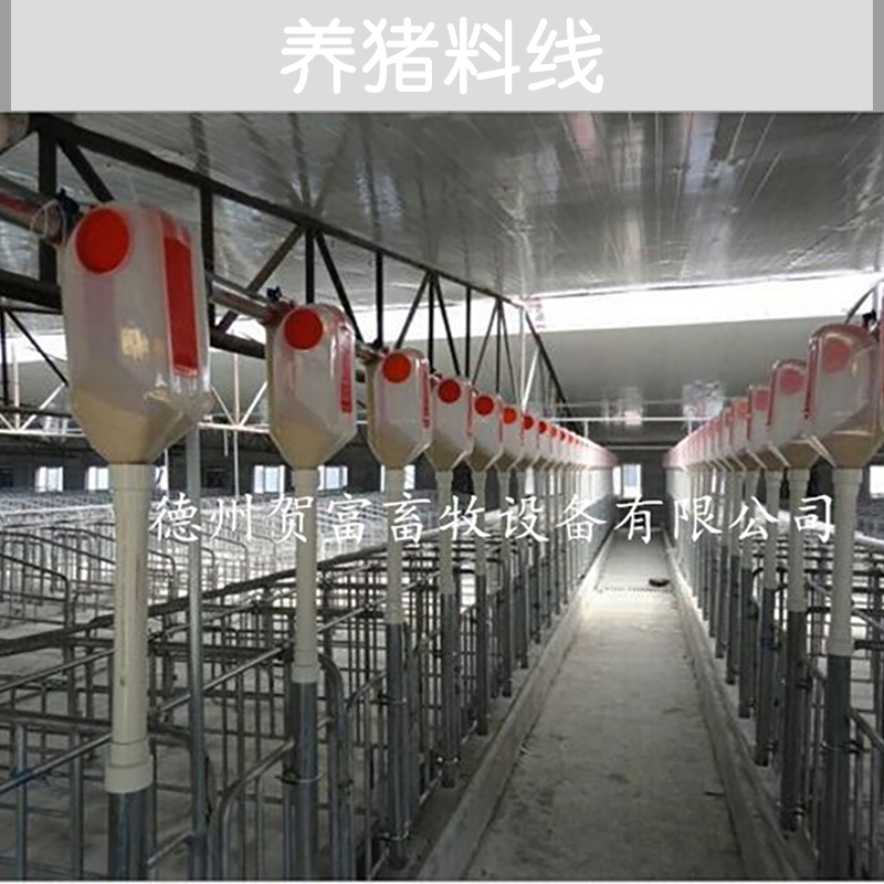 供應(yīng)養(yǎng)豬料線廠家直銷 山東養(yǎng)豬料線供應(yīng)商 豬場自動喂料系統(tǒng) 豬自動喂料系統(tǒng)