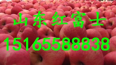 浙江蘋果批發(fā)  今日蘋果價(jià)格  優(yōu)質(zhì)紅富士蘋果產(chǎn)地  嘎啦蘋果批發(fā)