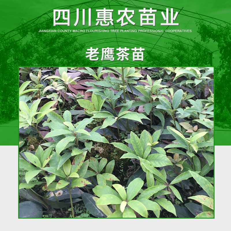 四川惠農(nóng)苗業(yè)供應(yīng)*茶苗 四川名茶*茶樹(shù)苗 良種白茶樹(shù)苗木