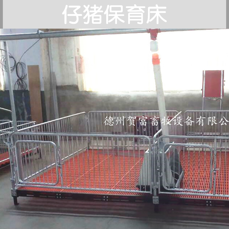 供應(yīng)仔豬保育床廠家直銷 山東仔豬保育床供應(yīng)商 仔豬保育床 小豬保育欄