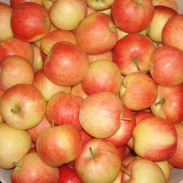 山東紅富士蘋果價(jià)格  今日蘋果價(jià)格  嘎啦蘋果批發(fā)