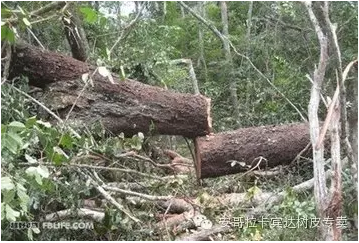 供應用于樹皮的安哥拉卡賓達樹皮